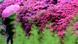 Bild des Tages Rhododendronbusch Bild des Tages Rhododendronbusch