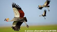 KEN, 2004: Kronenkranich, Grauhals-Kronenkranich (Balearica regulorum), drei Tiere im Flug. [en] Grey Crowned Crane (Balearica regulorum), three in flight. | KEN, 2004: Grey Crowned Crane (Balearica regulorum), three in flight. 95120; Africa; Afrika; Aves; DVD 88; Fliegen; Flug; Grauhals-Kronenkraniche; Grauhalskronenkraniche; Grue royale; Gruidae; Gruiformes; Kraniche; Kranichvoegel; Kronenkraniche; Natur; Tiere; Vertebrata; Voegel; Vogel; Wirbeltiere; animals; birds; cranes; flight; flying; nature; shop_wildlife; vertebrates; 2511140000; animal; bird