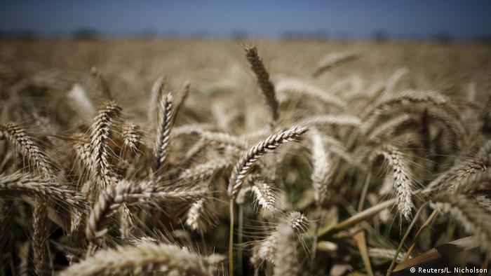 A wheat field in California (Photo: REUTERS/Lucy Nicholson)