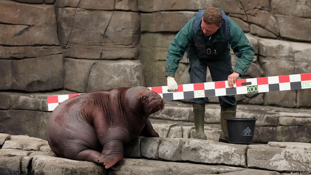How to measure a walrus