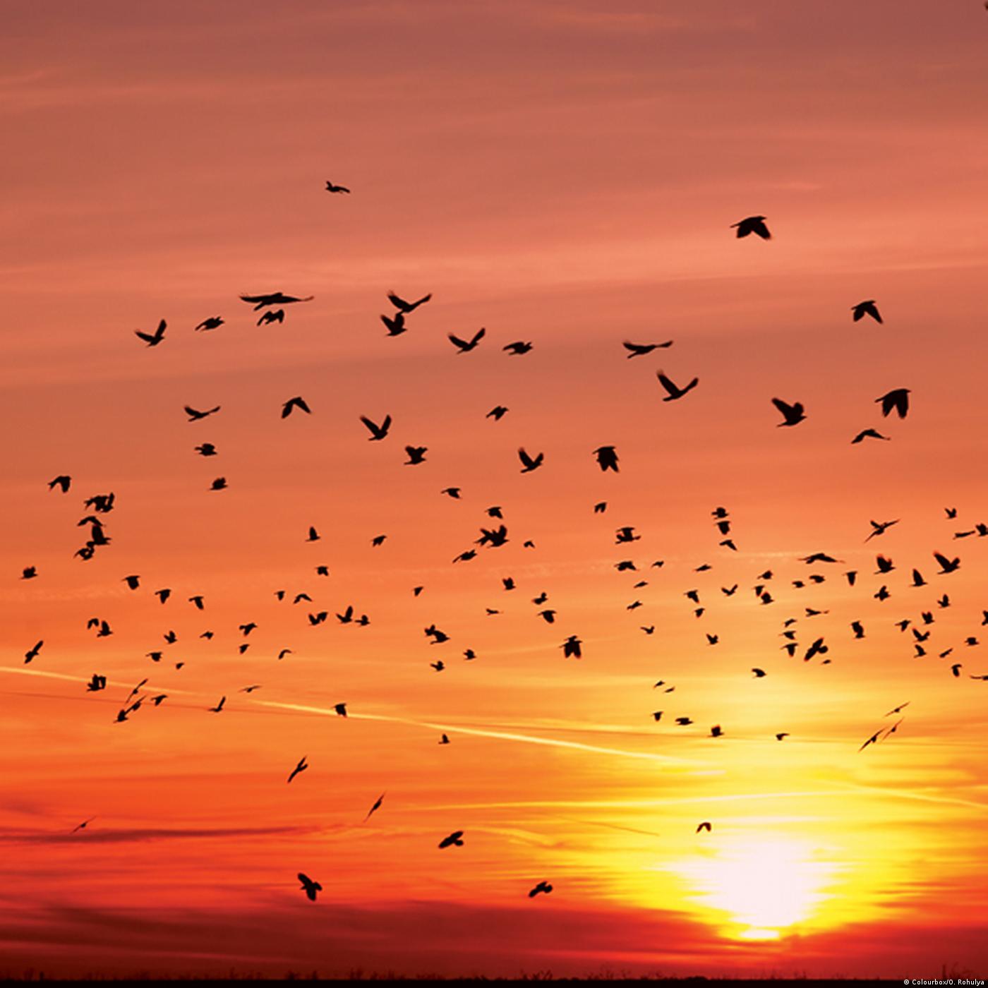 Living Planet: Flying into spring