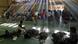 Geflohene Rohingya aus Myanmar in einer Halle in Indonesien (Foto: rtr) Geflohene Rohingya aus Myanmar in einer Halle in Indonesien (Foto: rtr)