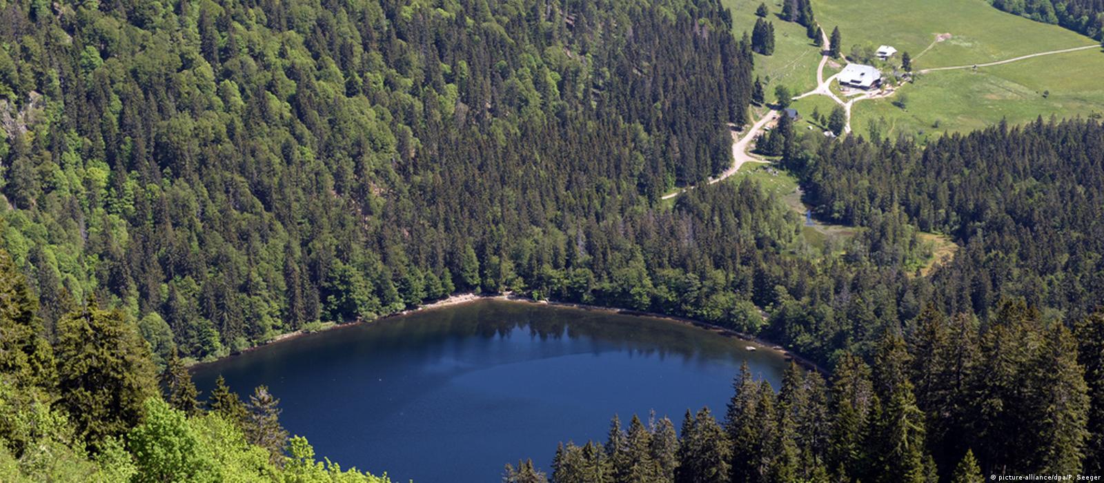 The Black Forest