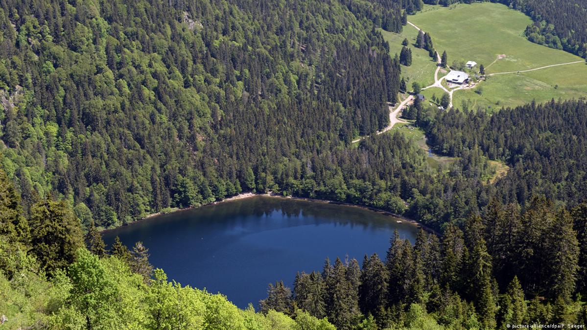 The Black Forest