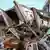 Nepal Kathmandu erneutes Erdbeben Stärke 7.4