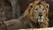 An Asian lion looking at the camera (Photo: NOAH SEELAM/AFP/Getty Images) An Asian lion looking at the camera (Photo: NOAH SEELAM/AFP/Getty Images)