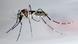 Mosquito Mosquito