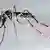 Moskito Tigermücke Überträger Denguefieber