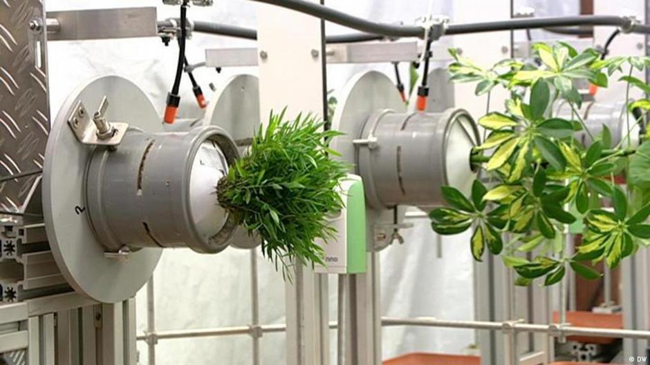 The trees that grow horizontally DW 10/25/2015