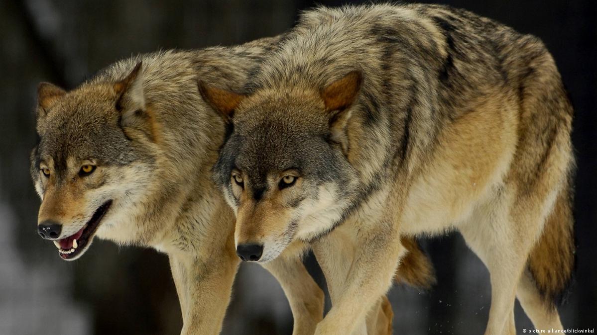 More wolves now live in Germany, data shows – DW – 11/23/2017