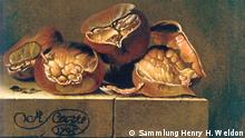«Vier Kastanien» von Adriaen Coorte– ein kleines Meisterwerk, das in die Verstrickungen des Raubkunsthandels der DDR geriet. . Foto: Sammlung Henry H. Weldon