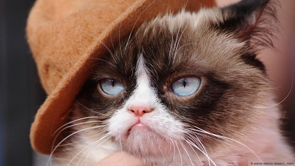 Grumpy-looking cat goes viral, cheers millions