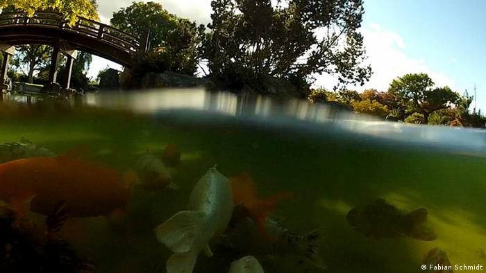 Koi carp in the Japanese Friendship garden of San Jose, California (Photo: Fabian Schmidt)