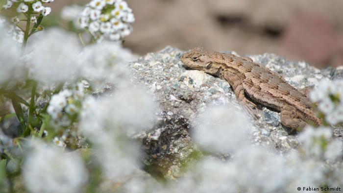A lizard suns himself on a rock among tiny draught resistant white flowers (Photo: Fabian Schmidt)