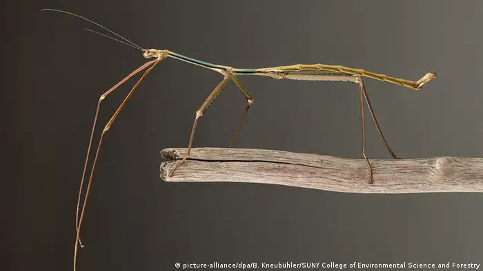 Stuckiger Insecte A stick insect