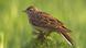 skylark skylark