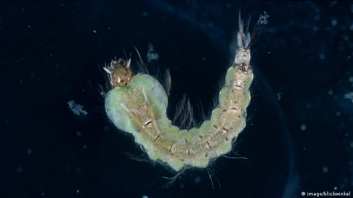 Larve einer Anopheles-Stechmücke in Großaufnahme