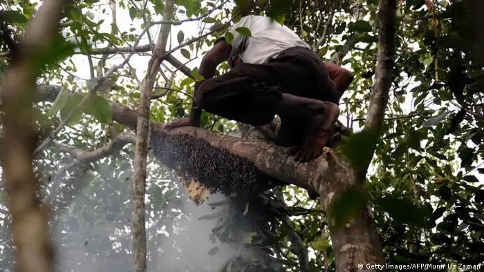 Bangladesch Honigsammler Mowali in The Sundarbans
