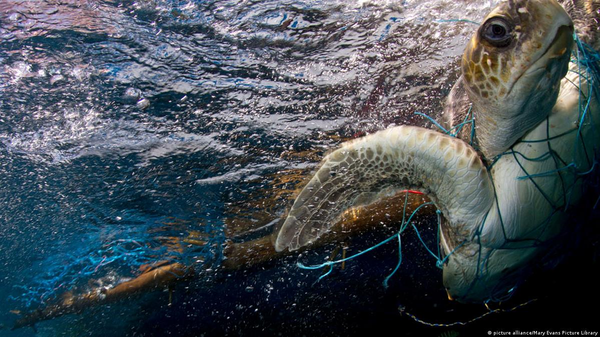 Ghost nets are commercial fishing nets that have been lost, abandoned, or  discarded at sea. Every year they are responsible for trapping and killing  millions of marine animals in the ocean. Stock