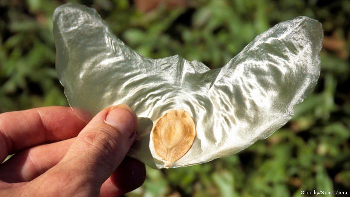 Alsomitra macrocarpa Samen