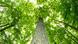 a canopy of trees seen from below a canopy of trees seen from below
