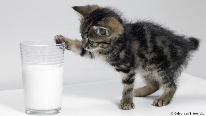 Kätzchen berührt ein Glas Milch. (Foto: Colourbox/Erwin Wodicka)