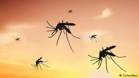 Symbolbild Mücken