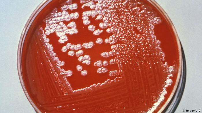 Споры сибирской язвы