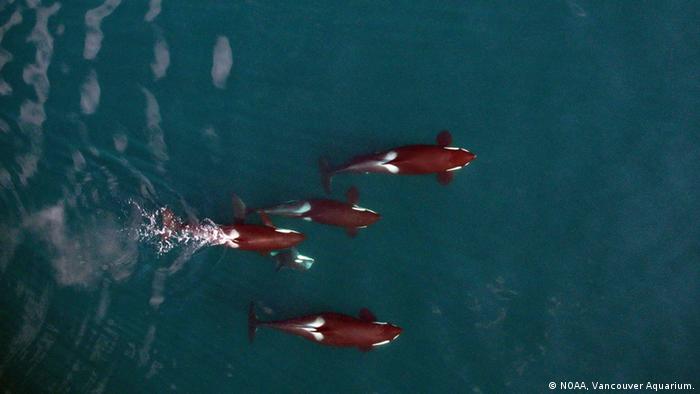 Pazifik Killerwale Gruppe Luftaufnahme