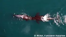 观察鲸的新手段－无人机