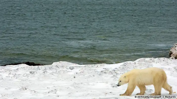 Eisbär an der kanadischen Küste