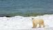 Polar bear on the snow against a backdrop of water Polar bear on the snow against a backdrop of water