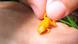 Forscher entdecken sieben neue Mini-Froschspezies Forscher entdecken sieben neue Mini-Froschspezies