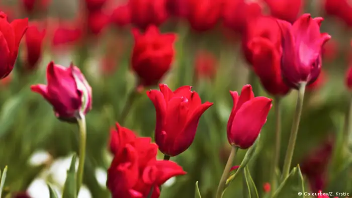 Bildergalerie Blumen der Revolution - Tulpenrevolution Kirgistan