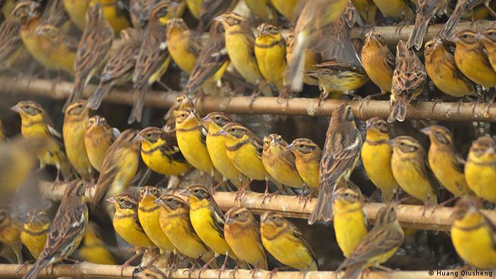 Farewell To A Songbird Global Ideas Dw 25 01 2018