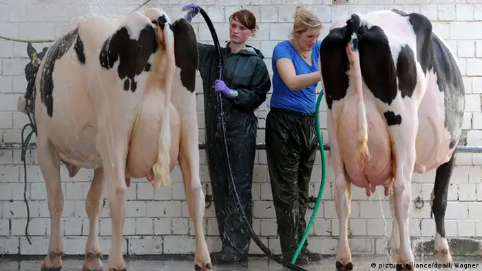 Deutschland Wahl der besten Holstein-Kuh (Foto: picture-alliance/dpa/I. Wagner)