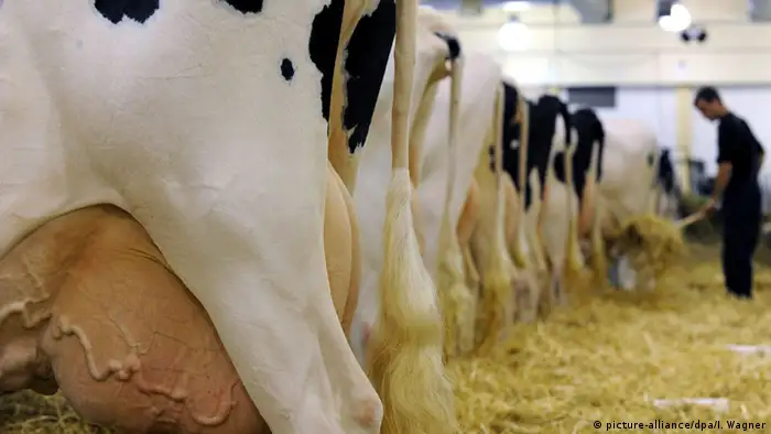 In einem Kuhstall stehen ganz viele Kühe nebeneinander aufgereiht. (Foto: picture-alliance/dpa/I. Wagner)