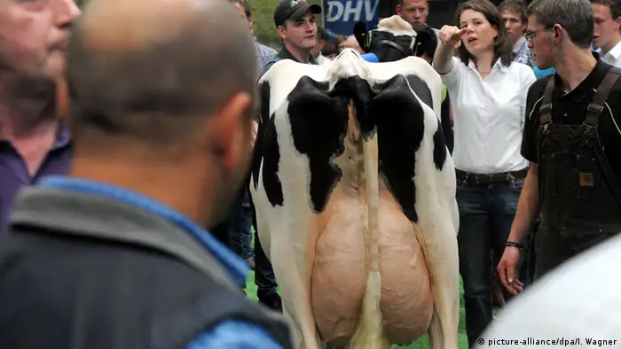 Interessierte Landwirte stehen um eine Kuh herum und betrachten das prall gefüllte Euter. Foto: picture-alliance/dpa/I. Wagner)