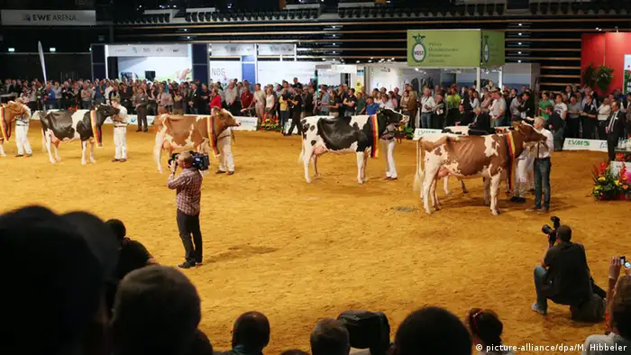 In einer großen Halle präsentieren viele Landwirte ihre schönsten Milchkühe. (Foto: picture-alliance/dpa/M. Hibbeler)