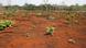 Red ground with some green shoots sprouting from it Red ground with some green shoots sprouting from it