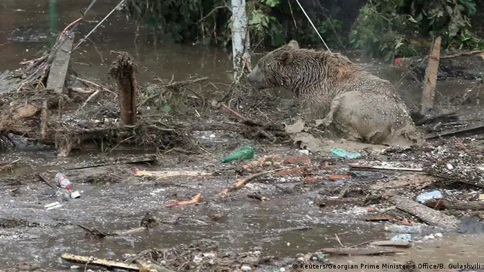 Georgien entlaufenene Zootiere nach Überflutung in Tiflis