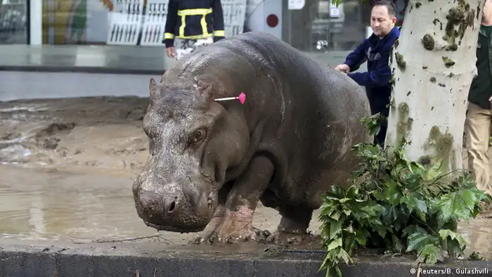 Georgien entlaufenene Zootiere nach Überflutung in Tiflis