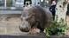 Georgien entlaufenene Zootiere nach Überflutung in Tiflis Georgien entlaufenene Zootiere nach Überflutung in Tiflis