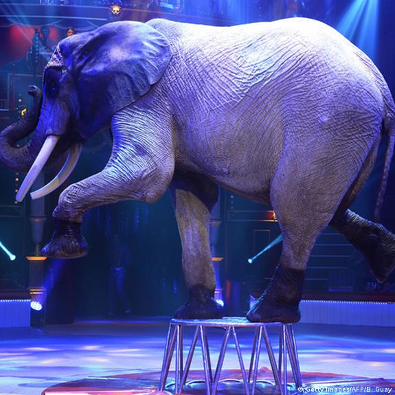 Retire the elephants