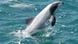 Maui's dolphin Maui's dolphin