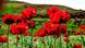 Bildergalerie Iran Lar National Park Klatschmohn Bildergalerie Iran Lar National Park Klatschmohn