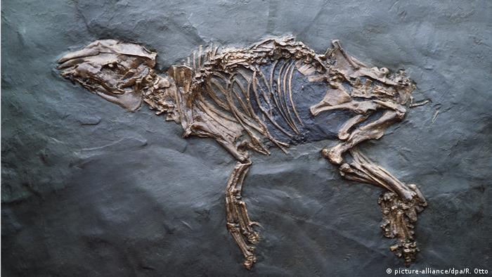 Fossilized skeleton of a primitive horse