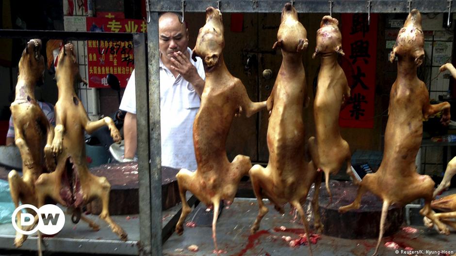 China's dog meat festival it's a maneatdog world DW 06/22/2017