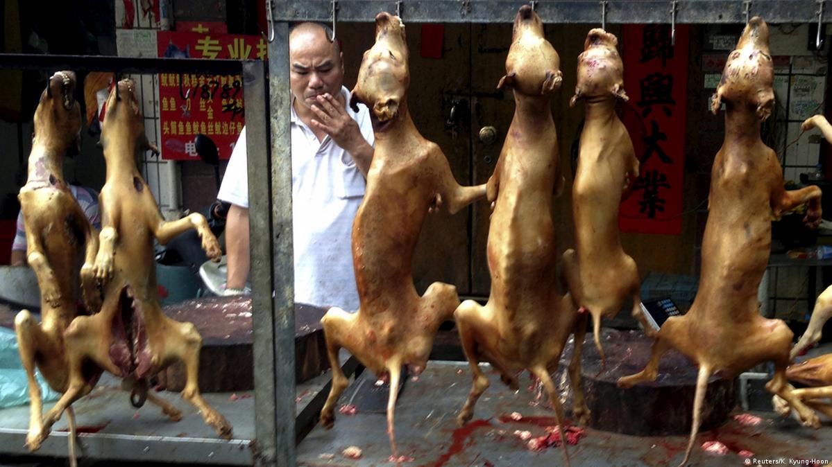 Vietnam taking dog meat off the menu? – DW – 10/08/2018