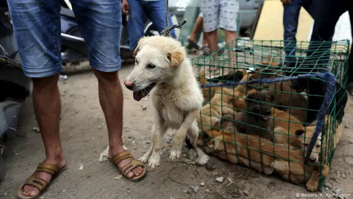 Bildergalerie China Hundefleisch (Reuters/K. Kyung-Hoon)